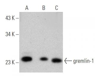 western blotting image from recommended gremlin-1 (C-7) monoclonal antibody replacement. Image 370778