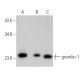 western blotting image from recommended gremlin-1 (C-7) monoclonal antibody replacement. Image 370778