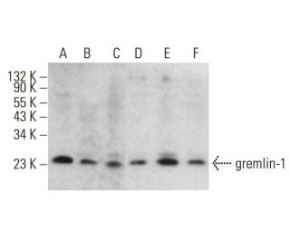 gremlin-1 Antibody (C-7) - Western Blotting - Image 380738