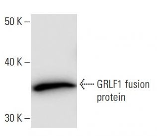 GRF-1 Antibody (2389D3a) - Western Blotting - Image 67372