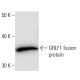 GRF-1 Antibody (2389D3a) - Western Blotting - Image 67372