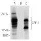 GRF-1 Antibody (D-11) - Western Blotting - Image 291878 