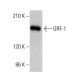 GRF-1 Antibody (D-11) - Western Blotting - Image 379174