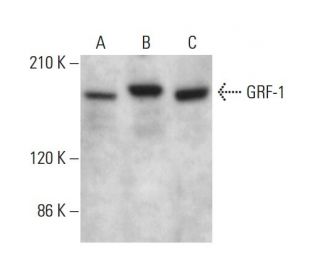 GRF-1 Antibody (D-11) - Western Blotting - Image 381110 