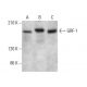 GRF-1 Antibody (D-11) - Western Blotting - Image 381110 