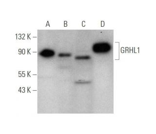 GRHL1 Antibody (D-2) - Western Blotting - Image 350823 