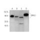 GRHL1 Antibody (D-2) - Western Blotting - Image 350823 