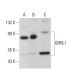 GRHL1 Antibody (D-2) - Western Blotting - Image 380053