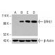 GRHL1 Antibody (D-2) - Western Blotting - Image 416035