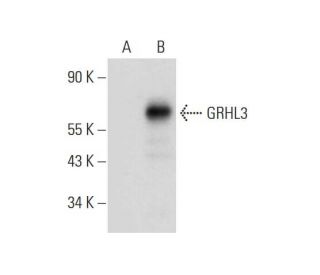 GRHL3 Antibody (C-12) - Western Blotting - Image 309623Each CRISPR/Cas9 Knockout (KO) Plasmid product consists of a pool of 3 plasmids designed to ensure identification and cleavage of a specific gene for maximum knockout efficiency. Each plasmid encodes a unique 20 nt sequence derived from the GeCKO (v2) library.