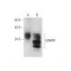 GRHPR Antibody (D-2) - Western Blotting - Image 133527