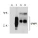 GRHPR Antibody (D-2) - Western Blotting - Image 149943 