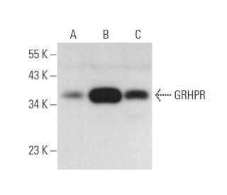 GRHPR Antibody (D-2) - Western Blotting - Image 372342 
