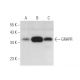 GRHPR Antibody (D-2) - Western Blotting - Image 372342 