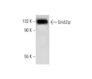 Grid2ip Antibody (A-4) - Western Blotting - Image 291049 