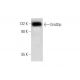 Grid2ip Antibody (A-4) - Western Blotting - Image 291049 