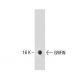 GRIFIN Antibody (50) - Western Blotting - Image 156671