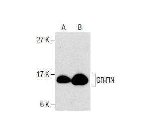 GRIFIN Antibody (50) - Western Blotting - Image 281193 