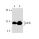 GRIFIN Antibody (50) - Western Blotting - Image 281193 