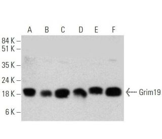 Grim19 Antibody (C-1) - Western Blotting - Image 358602 