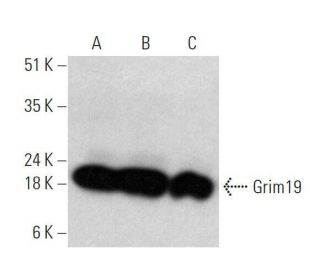Grim19 Antibody (C-5) - Western Blotting - Image 358604 