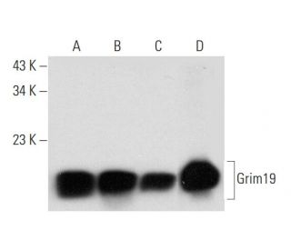 Grim19 Antibody (F-10) - Western Blotting - Image 314108 
