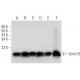 Grim19 Antibody (H-10) - Western Blotting - Image 314109 