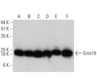 Grim19 Antibody (H-10) - Western Blotting - Image 358601 