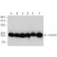 Grim19 Antibody (H-10) - Western Blotting - Image 358601 