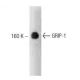 GRIP-1 Antibody (29) - Western Blotting - Image 127521 