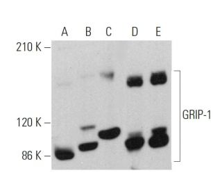 western blotting image from recommended GRIP-1 (F-2) monoclonal antibody replacement. Image 359759