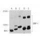western blotting image from recommended GRIP-1 (F-2) monoclonal antibody replacement. Image 359759