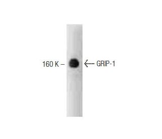 GRIP-1 Antibody (29) - Western Blotting - Image 127521The Double Nickase Plasmid features a U6 promoter for sgRNA expression, a 20 nt targeting sequence, and a gRNA scaffold to guide Cas9n. It includes a CBh promoter for Cas9n (D10A) and puromycin resistance, GFP for transfection verification, and nuclear localization signals (NLS). The 2A peptide allows co-expression of Cas9n and Puro from a single promoter, enabling precise genome editing with reduced off-target effects.