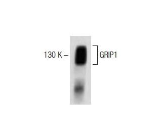 GRIP1 Antibody (32) - Western Blotting - Image 60304 