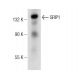 GRIP1 Antibody (H-4) - Western Blotting - Image 146388