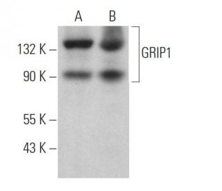 western blotting image from recommended GRIP1 (H-4) monoclonal antibody replacement. Image 371515