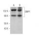 western blotting image from recommended GRIP1 (H-4) monoclonal antibody replacement. Image 371515