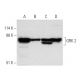 western blotting image from recommended GRK 2 (C-9) monoclonal antibody replacement. Image 7107