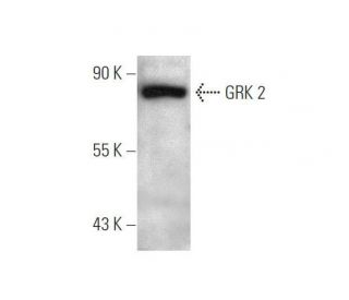 GRK 2 Antibody (E-7) - Western Blotting - Image 350820 
