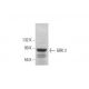 GRK 2 Antibody (E-7) - Western Blotting - Image 376332