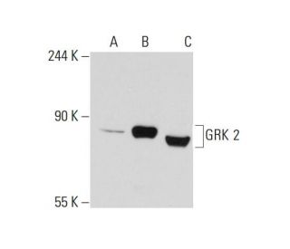 GRK 2 Antibody (F-9) - Western Blotting - Image 132674 