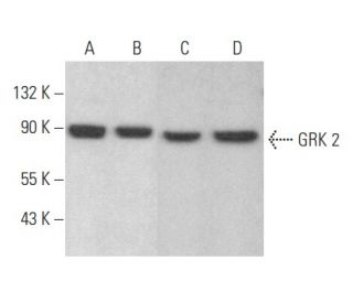 GRK 2 Antibody (G-12) - Western Blotting - Image 354509 