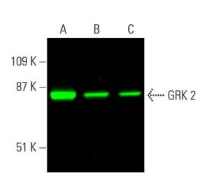 GRK 2 Antibody (C-9) - Western Blotting - Image 377800