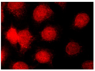 GRK 3 Antibody (C-11) | SCBT - Santa Cruz Biotechnology