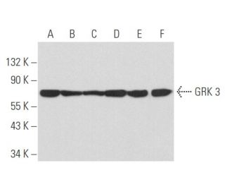GRK 3 Antibody (C-11) - Western Blotting - Image 357477 