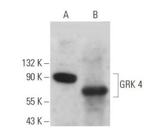 GRK 4 Antibody (A-5) - Western Blotting - Image 359312 