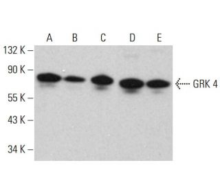GRK 4 Antibody (D-11) - Western Blotting - Image 381738 
