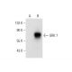 GRK 7 Antibody (C-2) - Western Blotting - Image 304309 