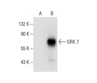GRK 7 Antibody (F-4) - Western Blotting - Image 308049