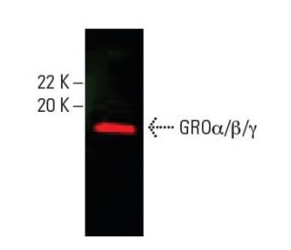 GROα/β/γ Antibody (A-6) - Western Blotting - Image 396243The Double Nickase Plasmid features a U6 promoter for sgRNA expression, a 20 nt targeting sequence, and a gRNA scaffold to guide Cas9n. It includes a CBh promoter for Cas9n (D10A) and puromycin resistance, GFP for transfection verification, and nuclear localization signals (NLS). The 2A peptide allows co-expression of Cas9n and Puro from a single promoter, enabling precise genome editing with reduced off-target effects.